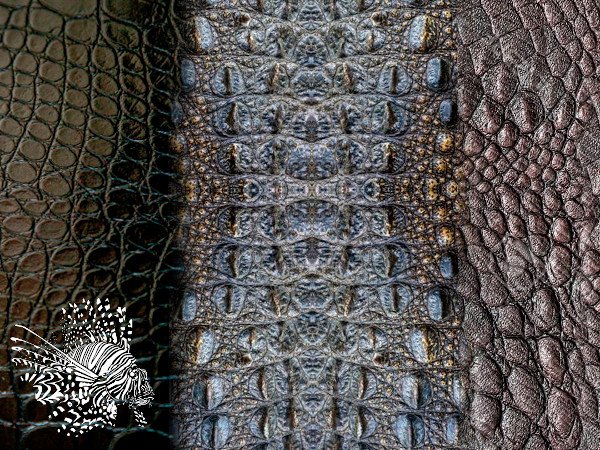La piel de cocodrilo es producida industrialmente para evitar la caza indiscriminada